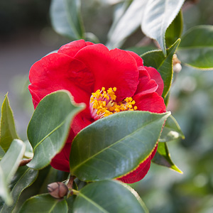 Pereskia aculeata